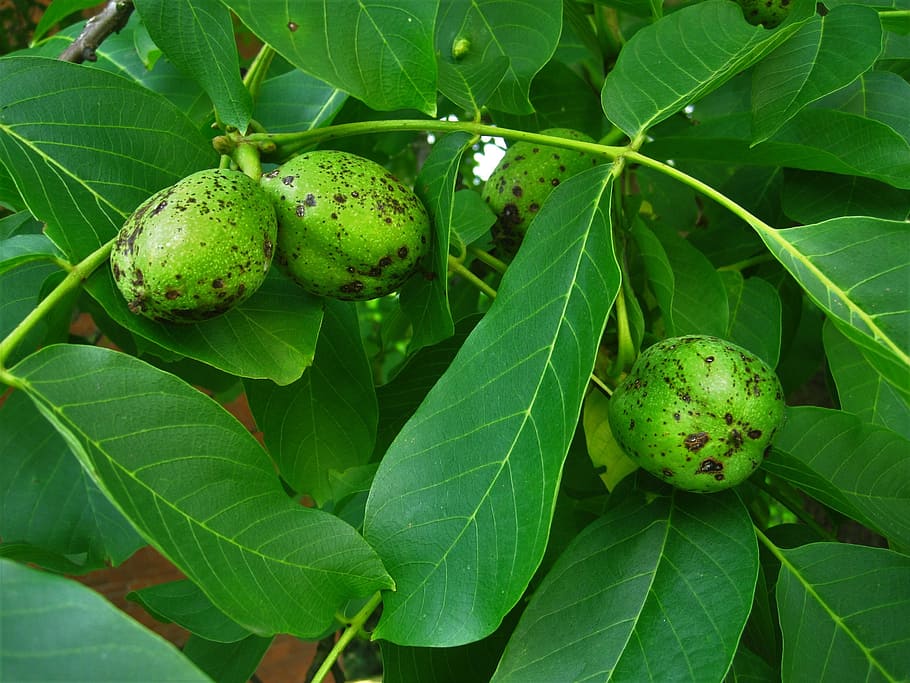 Walnuts, Walnut Tree, Immature, Grow, green, fruit, nature HD wallpaper