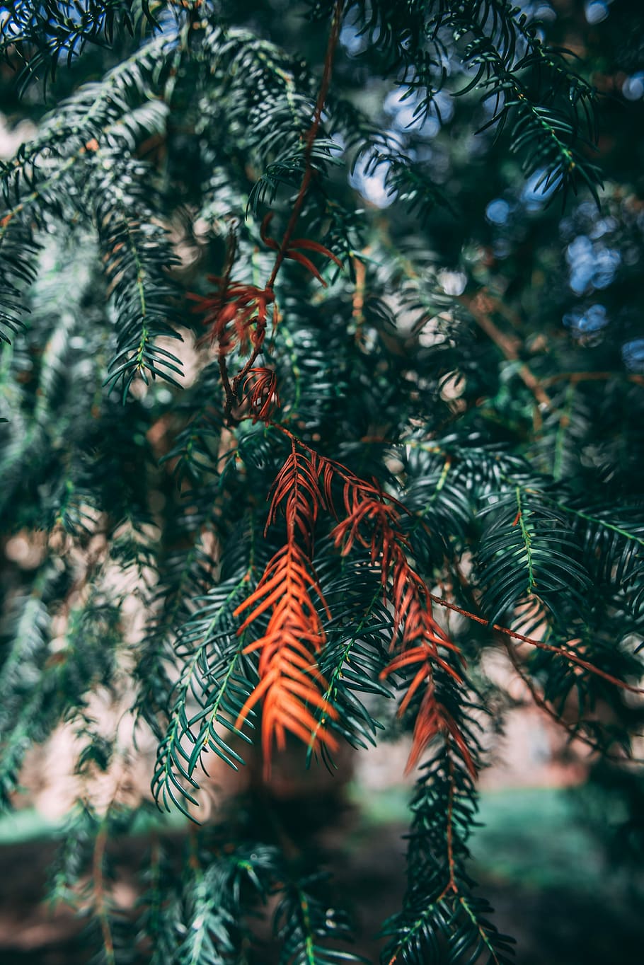 selective focus photography of green leafed plant, green fine leaf tree HD wallpaper