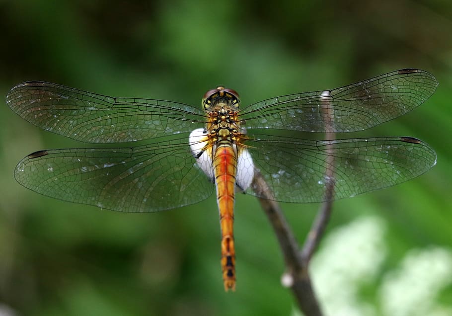dragonfly, insecta, wings, rest, plant, transparent, nature HD wallpaper
