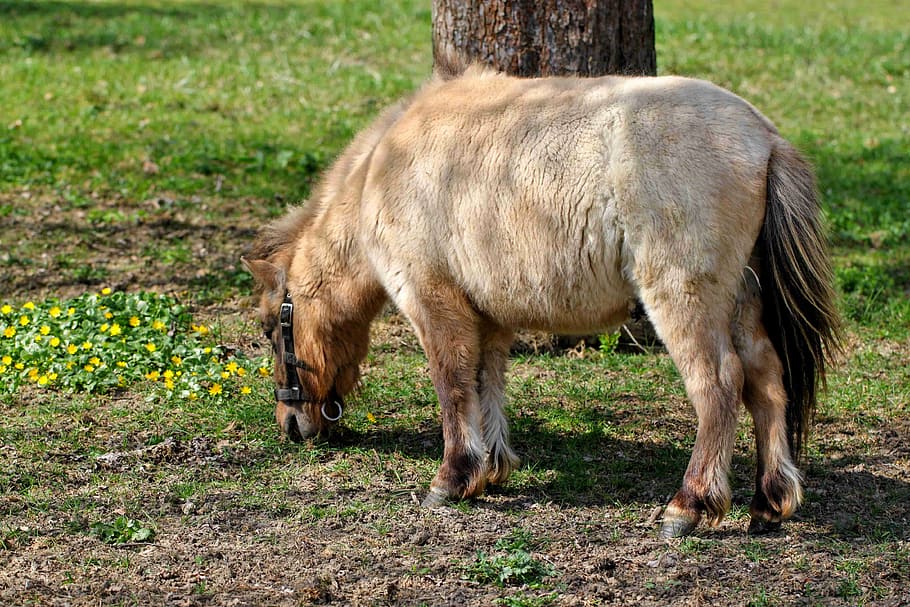 pony, horse, meadow, animals, graze, nature, animal themes HD wallpaper