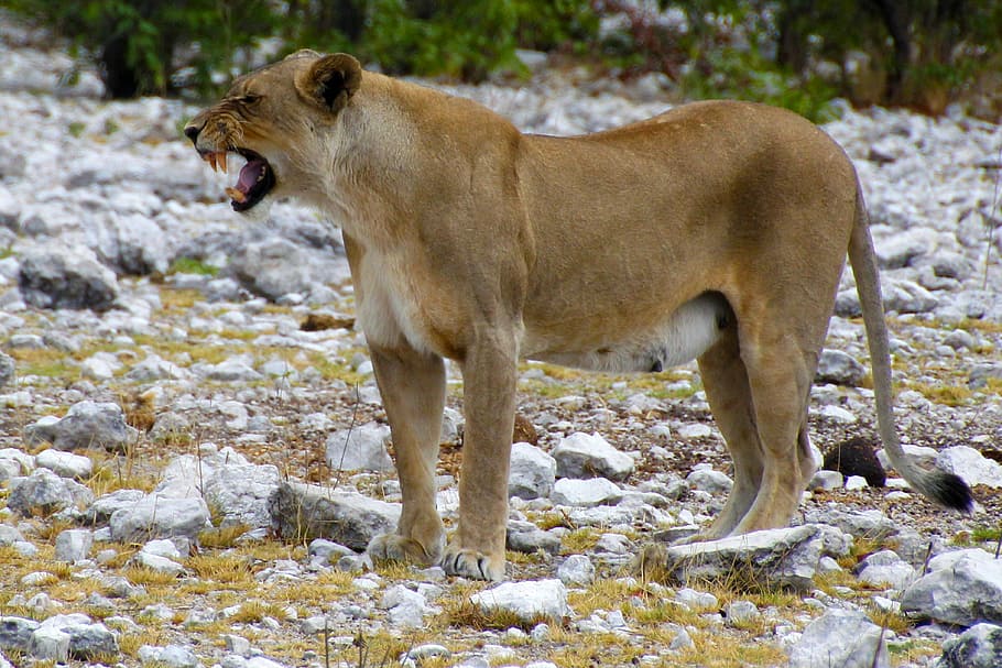 brown lioness standing near green plants during daytime, etosha HD wallpaper