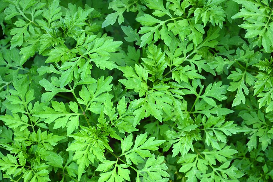 green, greenery, leaf, leaves, brush, underbrush, green leaf HD wallpaper