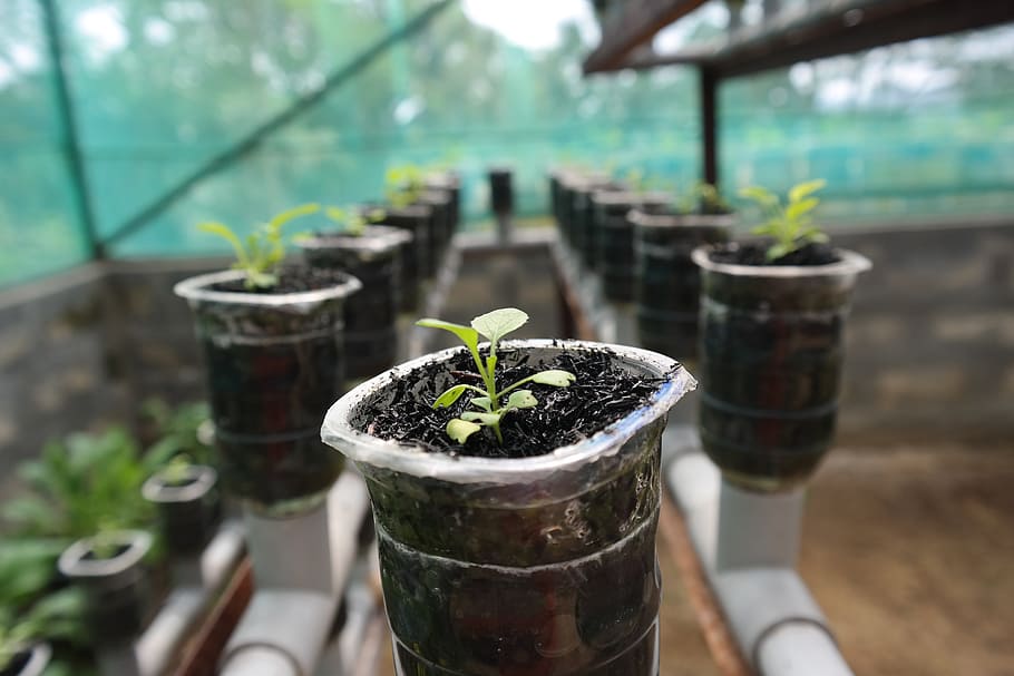 selective focus of green plant, hydroponic, growth, potted plant