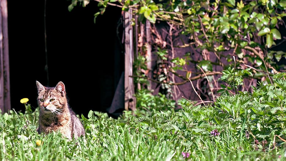 spring, meadow, sunshine, rest, mammal, animal, one animal HD wallpaper