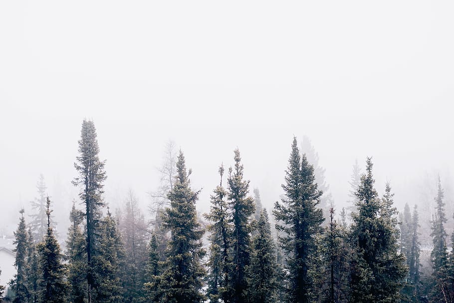 green leaf trees under foggy weather, nature, forest, woods HD wallpaper