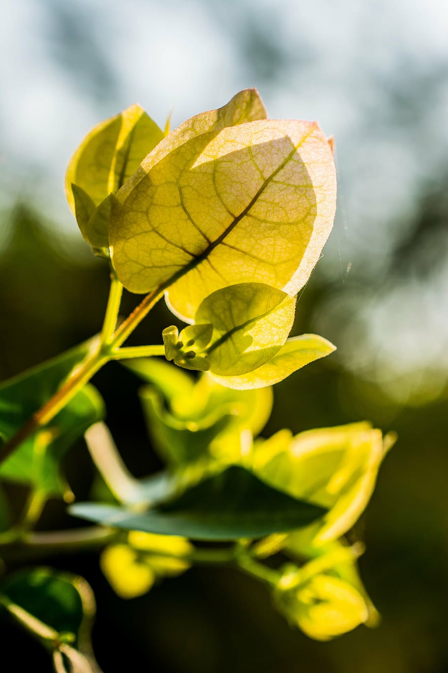 blossom, bloom, flower, green, yellow, leaves, plant, plant part HD wallpaper