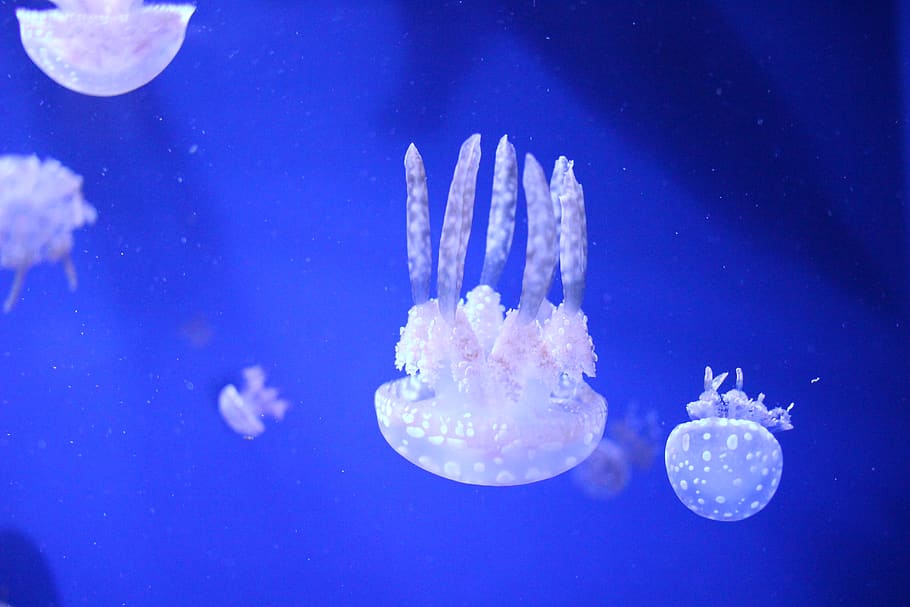 jellyfish, aquarium, underwater, sea, swimming, sea life, animals in the wild HD wallpaper