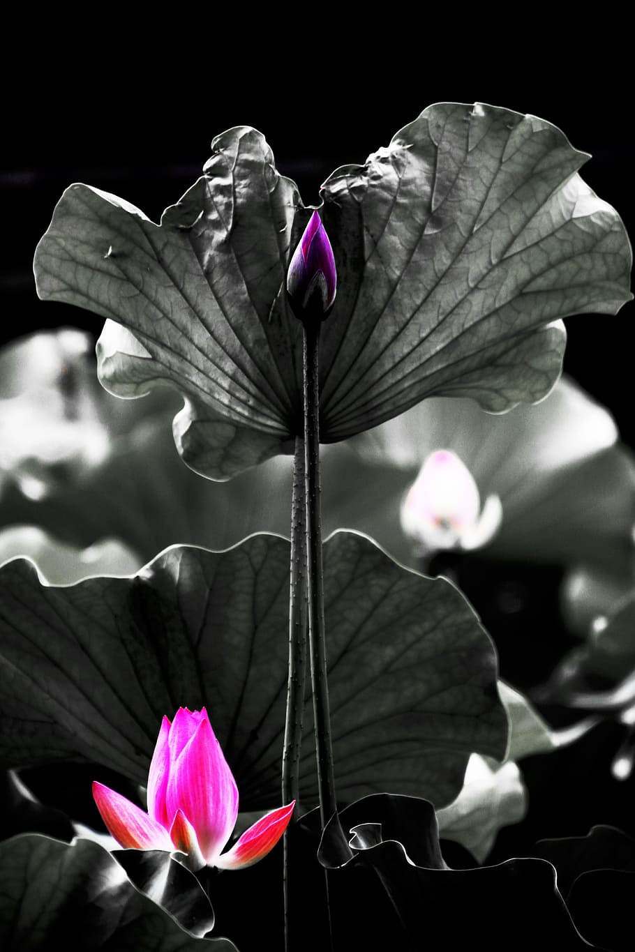 Flower, Night, Lotus, petal, fragility, flower head, freshness HD wallpaper