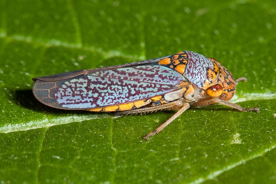 Cicada, Insect, Bug, broad-headed sharpshooter, leaf, oncometopia orbona HD wallpaper