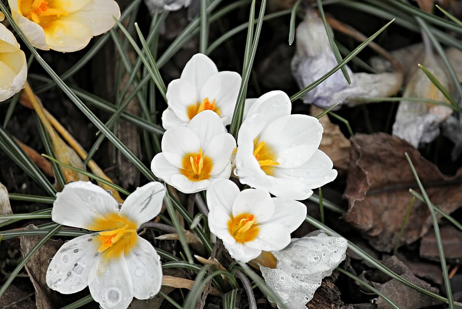 white petaled flowers, crocus, bloom, spring, spring flower HD wallpaper