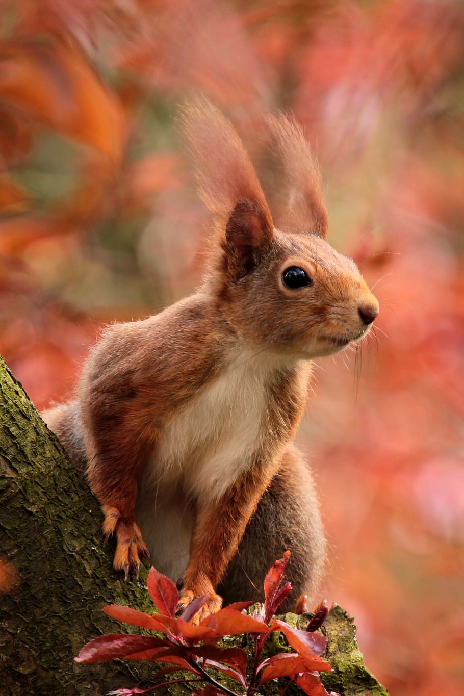 brown squirrel on brown tree branch, animal, attention, sitting HD wallpaper