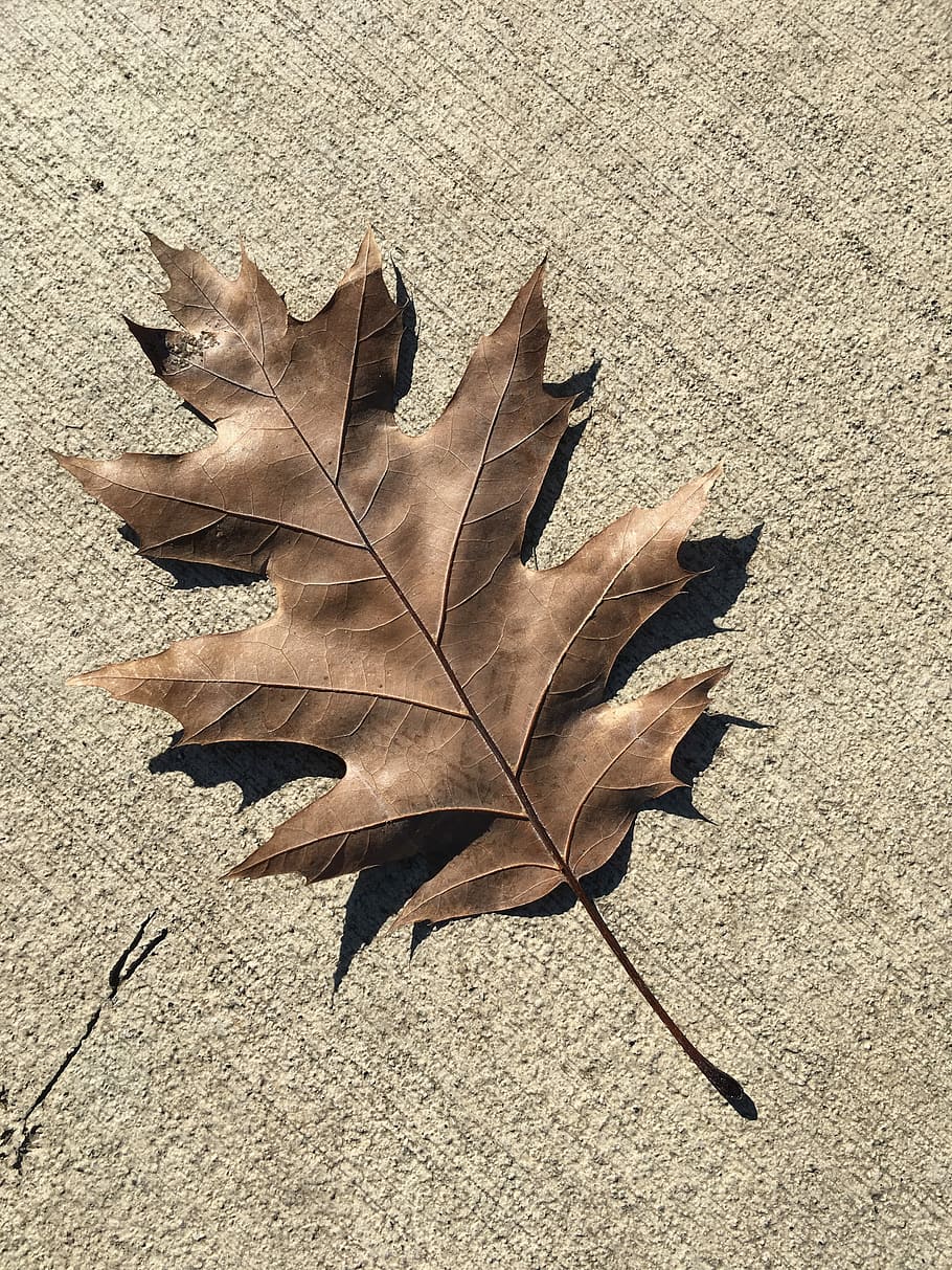 Oak, Leaf, Brown, Ground, Alone, autumn, nature, season, backgrounds HD wallpaper