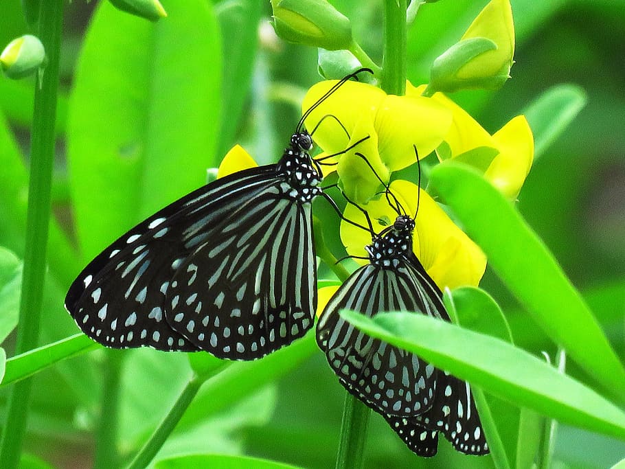 closeup photography of two black-and-white striped butterflies on pink petaled flower HD wallpaper