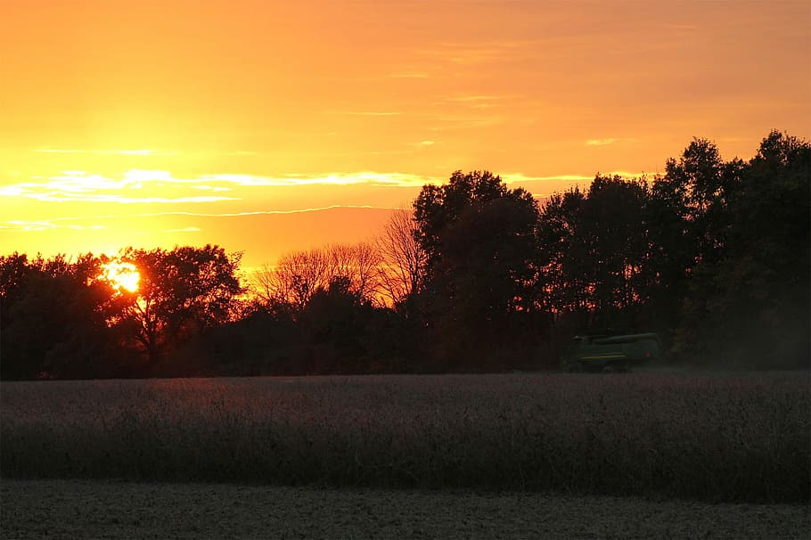 Sunset, Soybean, Harvest, Field, sky, agriculture, farming HD wallpaper