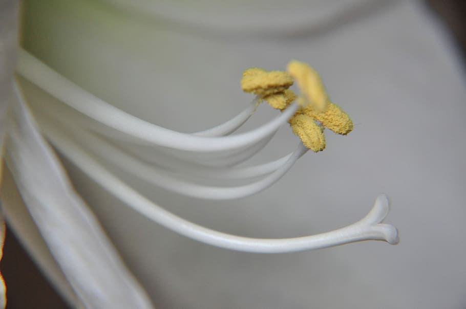 flower, close, yellow, close-up, flowering plant, flower head HD wallpaper