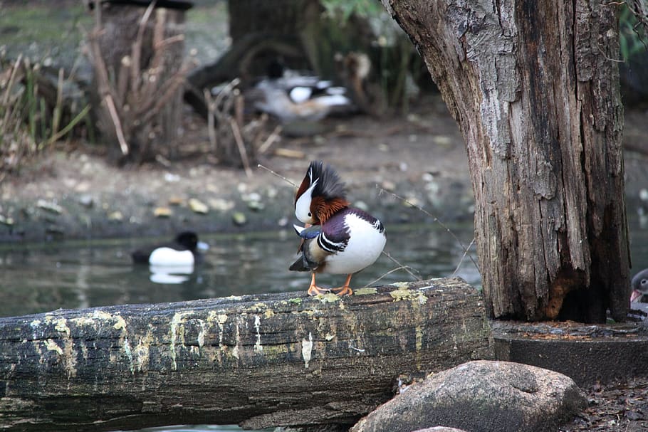 birds, zoo, animal themes, vertebrate, animals in the wild HD wallpaper