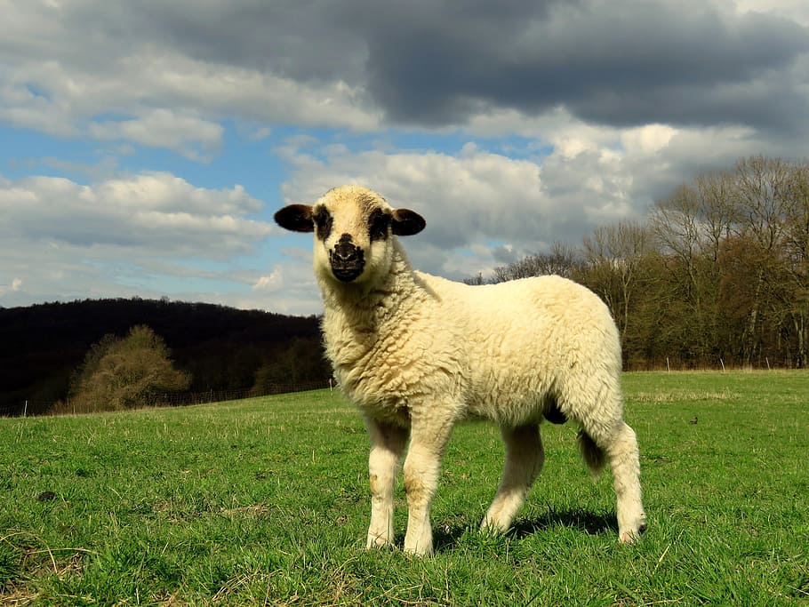 sheep, lamb, meadow, pasture, lambs, schäfchen, mammal, animal themes HD wallpaper