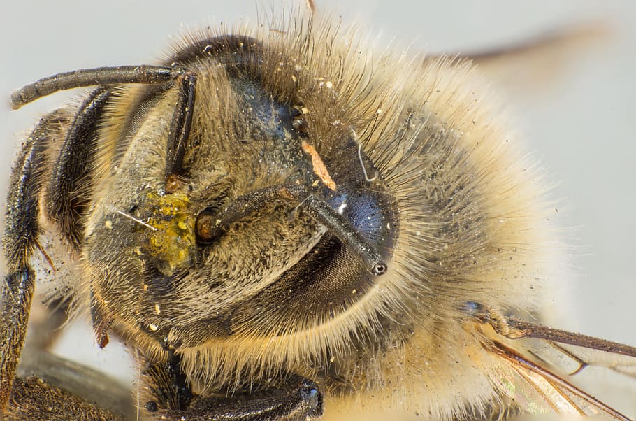 bee, wild bee, pollen, hair, insect, compound eyes, macro, close up, HD wallpaper