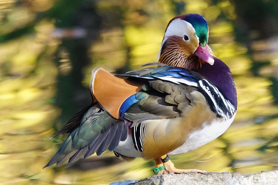 selective focus photography of mandarin duck, animals, bird HD wallpaper