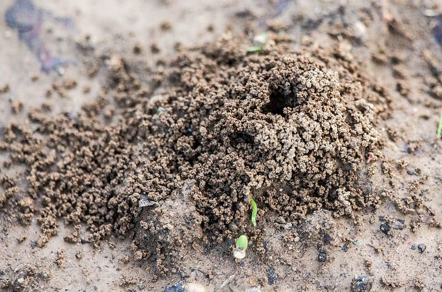 sand, soil, nature, ground, land, no people, dirt, close-up HD wallpaper