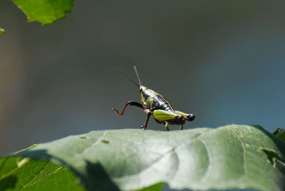 grasshopper, chapulin, insects, animal themes, invertebrate HD wallpaper