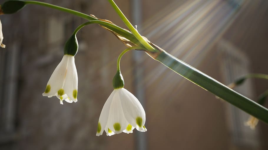 flower, spring, nature, summer, plant, beauty in nature, fragility HD wallpaper