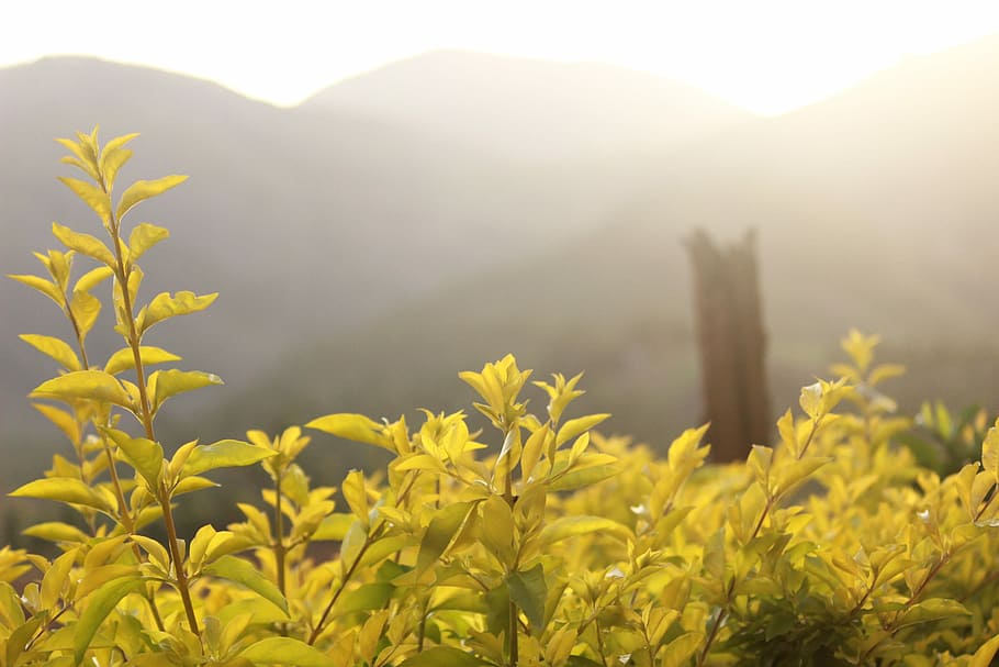 Nature, Leaf, Yellow, Snow, fog, plant, mountain, outdoors HD wallpaper