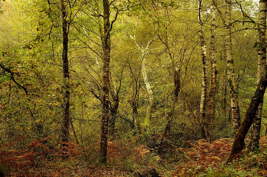 under wood, fall, september, tree, plant, forest, land, tranquility HD wallpaper