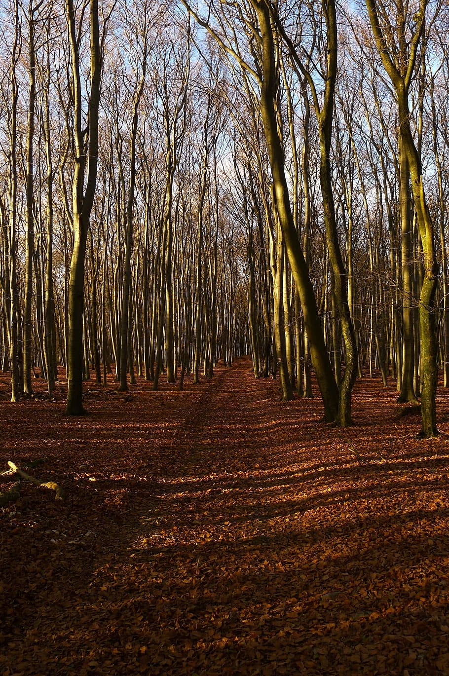Autumn, Forest, Nature, Fall, Trees, park, leaves, path, wood HD wallpaper