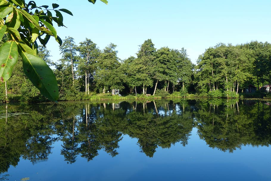 reflection, blue, reflections, water, quiet, tree, plant, lake HD wallpaper