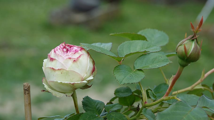 pink, hatching, flower, plant, beauty in nature, flowering plant HD wallpaper