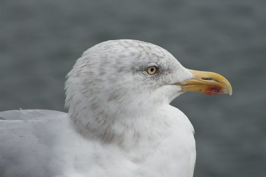 gull, silver, close-up, animal, bird, one animal, animal themes HD wallpaper