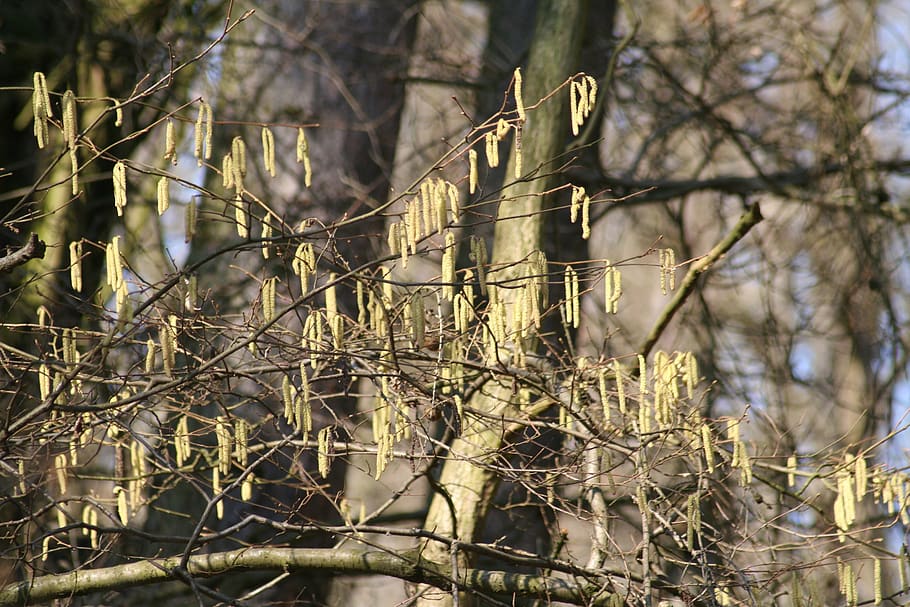 nature, spring, trees, catkins, forest, easter, plant, focus on foreground HD wallpaper