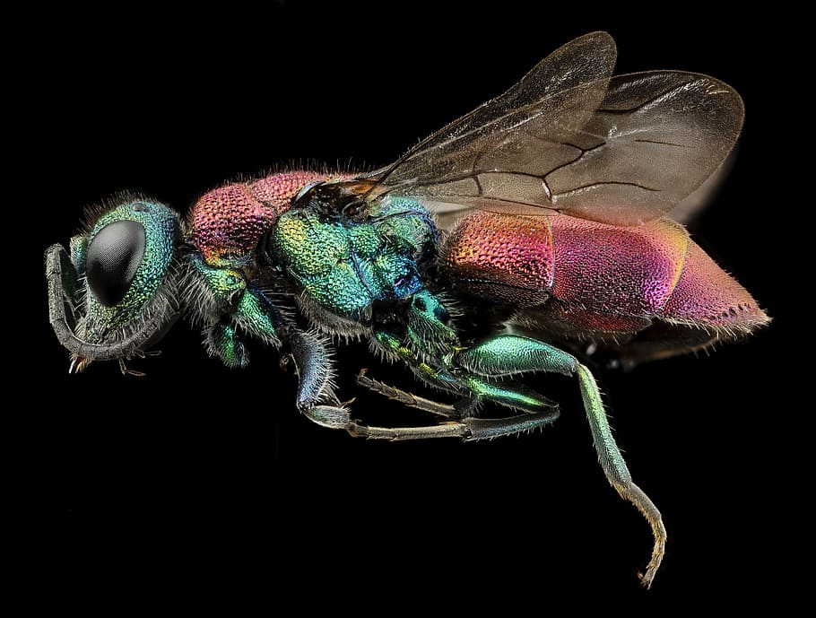 macro photography of green and brown metallic beetle, rubytail wasp HD wallpaper