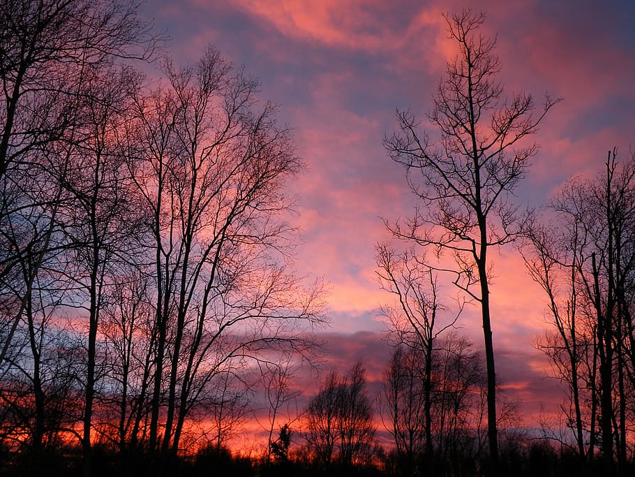 sunrise, pink, trees, sky, nature, morning, summer, tranquil HD wallpaper