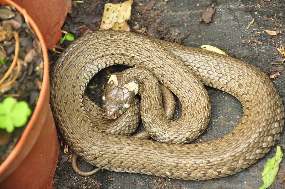 Grass Snake, Bronze, Protected, reptile, animal themes, day HD wallpaper