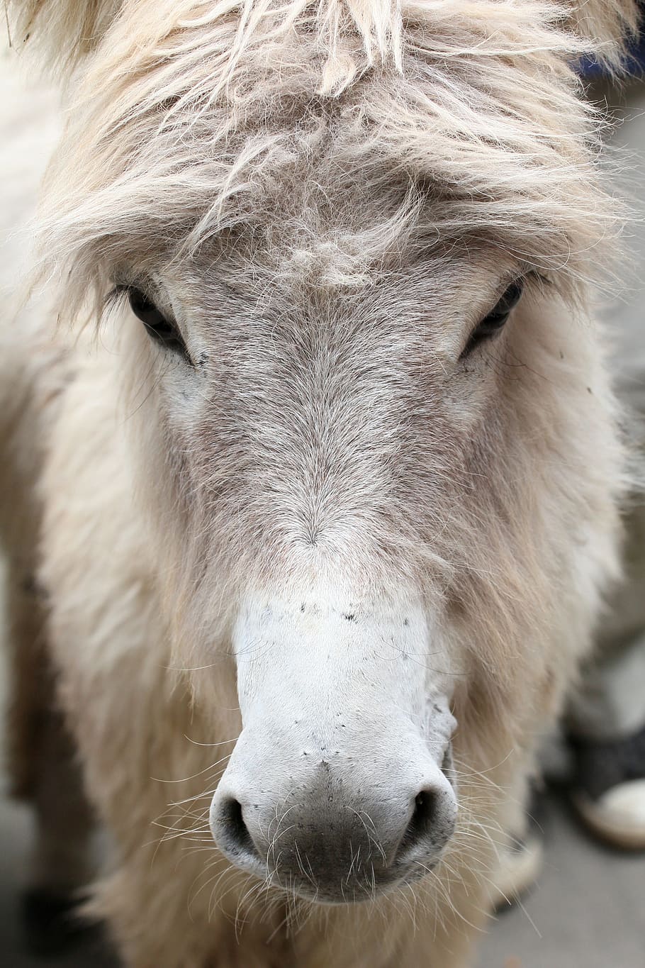 Donkey, Animal, White, Nature, Rural, beast of burden, ears HD wallpaper