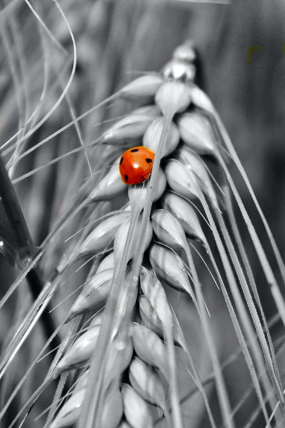 Gersten, Cereals, Grain, Nature, Field, agriculture, barley field HD wallpaper
