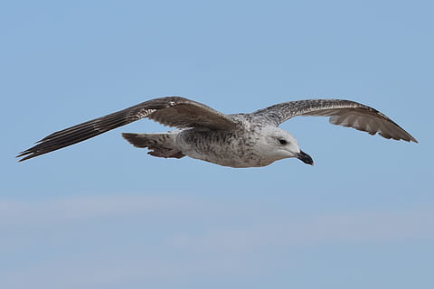 white and brown bird flying in mid air photography, seagull HD wallpaper