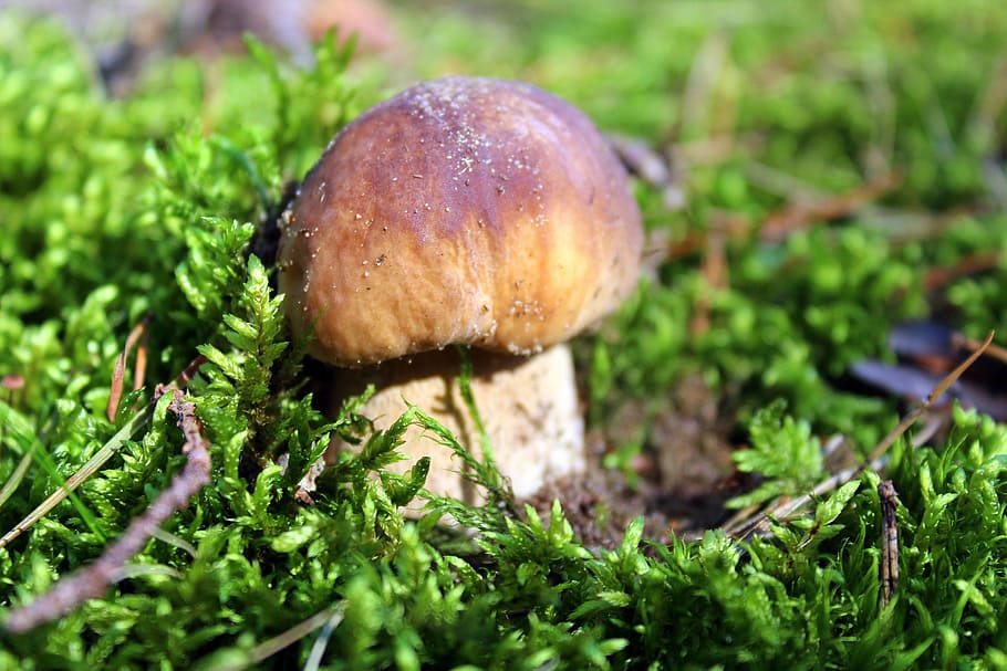 boletus edulis, mushroom, mushrooms edible, forest, autumn, HD wallpaper