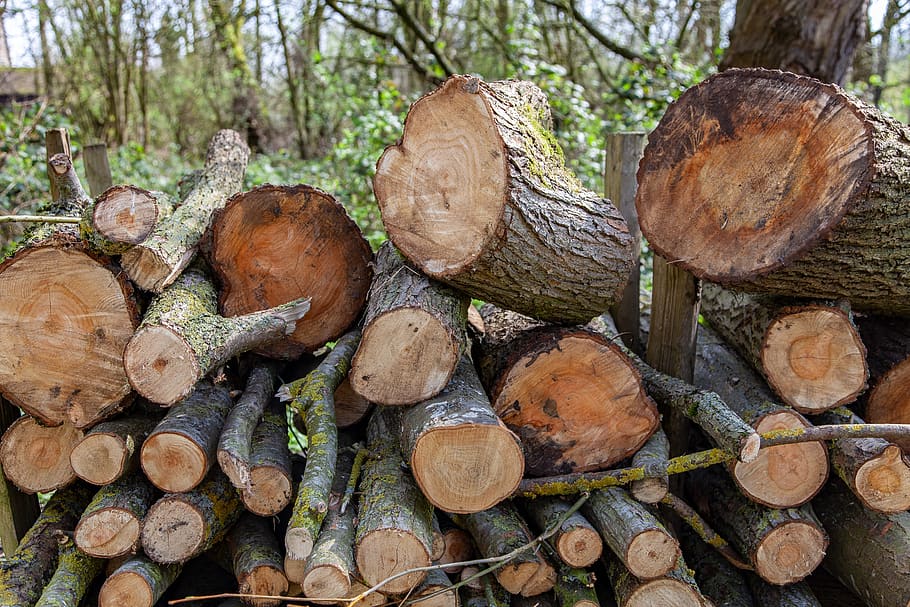 wood, tree, tree trunk, trees, green, tribe, bark, texture HD wallpaper