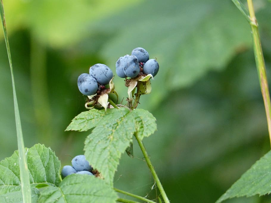 berries, forest, blue, eat, healthy, nature, fruit, leaf, berry Fruit HD wallpaper