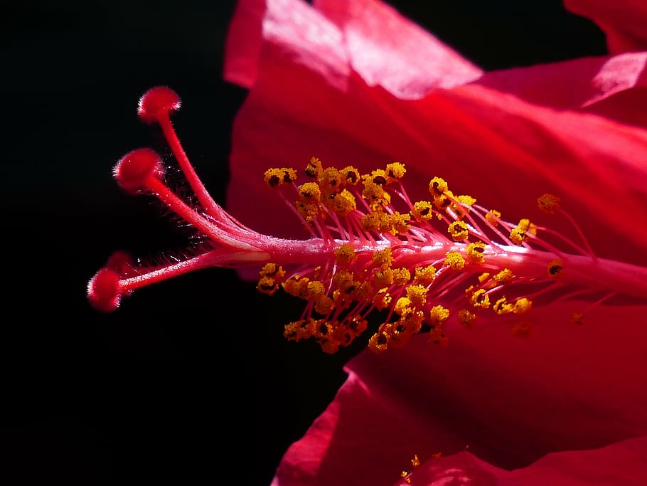 hibiscus flower, stamp, pollen, blossom, bloom, petals, mallow, HD wallpaper