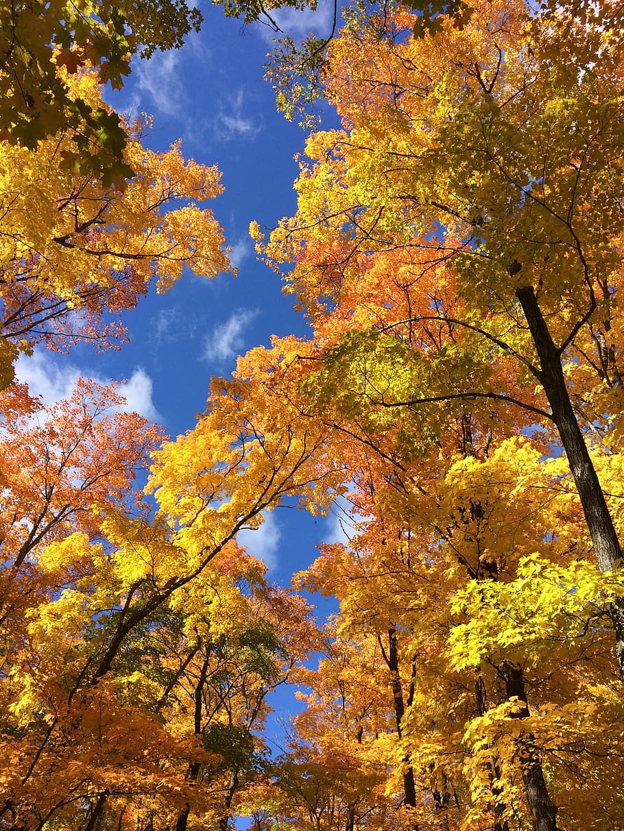 fall, leaf, yellow, sky, tree, autumn, plant, change, beauty in nature HD wallpaper
