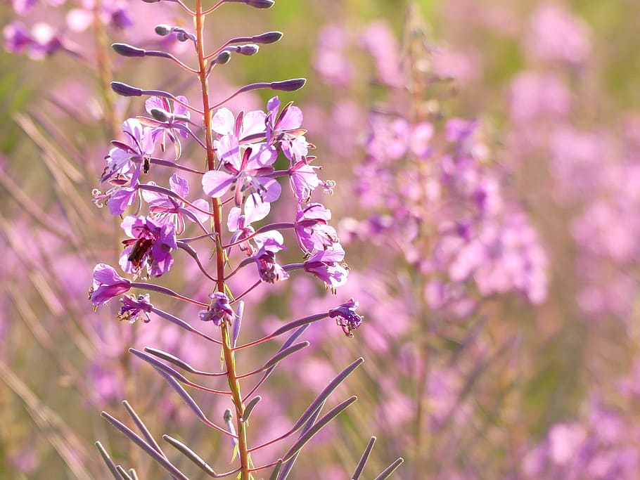 Flower, Plant, Violet, Meadow, summer, nature, garden, a garden plant HD wallpaper