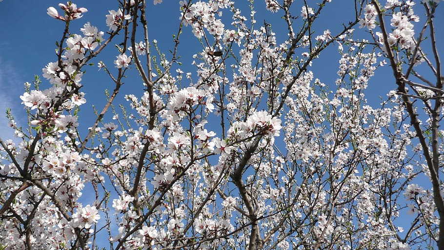 spring, floral, plants, natural, blossom, bloom, petals, botanical HD wallpaper