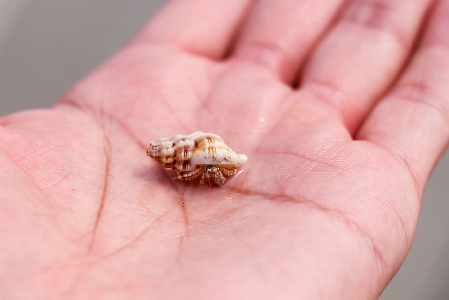 hermit crab, conch, hand, control, shell, marine, human body part HD wallpaper
