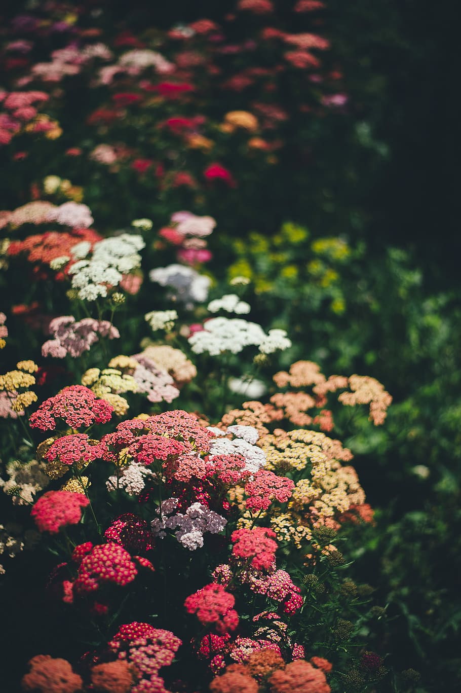 macro shot of flowers, wildflower, flower field, garden, plant, HD wallpaper