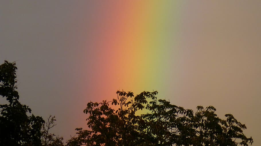 silhouette photo of tree with rainbow behind, spectrum, nature HD wallpaper