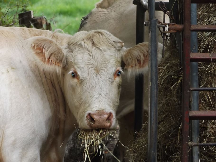 Cow, Head, Eat, livestock, animal themes, domestic animals HD wallpaper